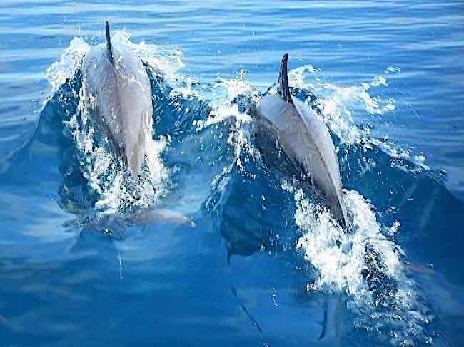 Dolphin watching  La Dolce Vita Holiday Villas Savusavu Fiji