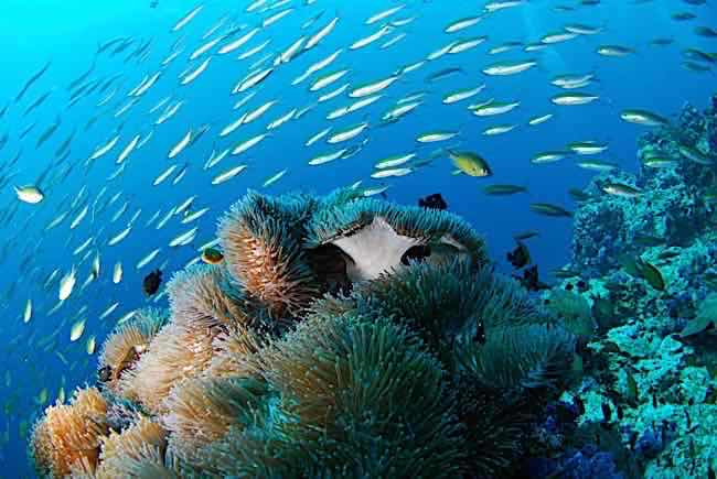 Scuba Diving in Savusavu Fiji A scuba diver exploring clear blue water with vibrant coral.